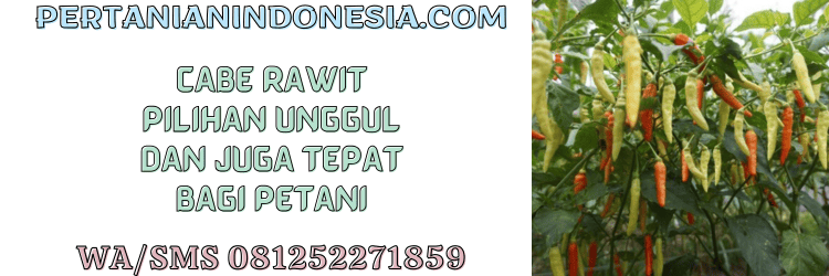 cabe rawit,cabe,cabai,cabai rawit,petani,pertanian indonesia